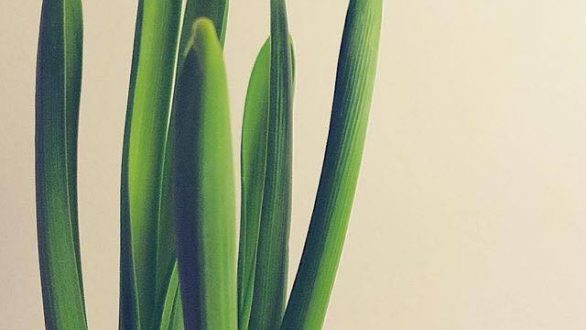 Μήνας γενεθλίων των λουλουδιών