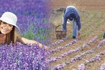 Ημερίδα: “Αρωματικά Φυτά: Προοπτικές και πλαίσιο ανάπτυξης” στις Φέρες