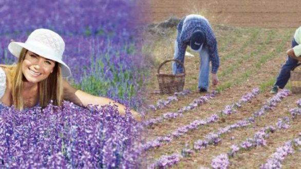 Ημερίδα: “Αρωματικά Φυτά: Προοπτικές και πλαίσιο ανάπτυξης” στις Φέρες