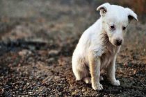 4 Απριλίου: Παγκόσμια Ημέρα Αδέσποτων Ζώων