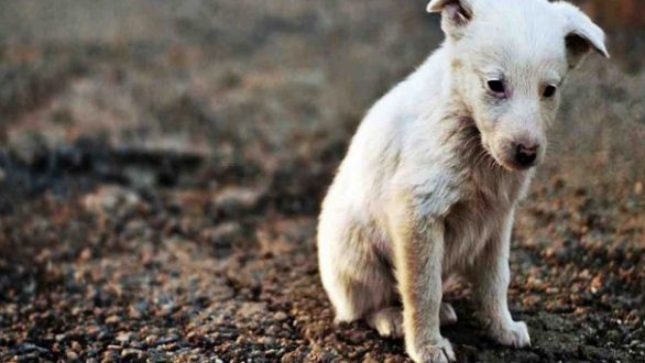 4 Απριλίου: Παγκόσμια Ημέρα Αδεσπότων Ζώων