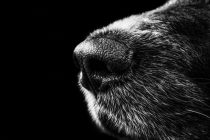 Επικήρυξη για τον δράστη που δηλητηρίασε σκύλους στα Δίκελλα ζητά η “ΑΝΑ.Σ.Α.”