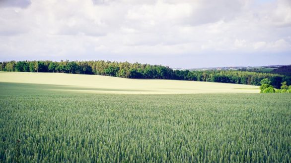 Εκχερσωμένες εκτάσεις: Με έκπτωση και δόσεις η αλλαγή χρήσης γης