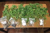 Νέα στοιχεία για τον 55χρονο – Και μετέφερε και καλλιεργούσε κάνναβη