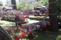 Εκδηλώσεις ενδιαφέροντος για την 17η Ανθοκομική Έκθεση Ορεστιάδας