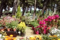 Το Ράδιο Έβρος και το “Άρωμα Μελωδίας” σε λουλουδένια γιορτή με το “Ηχόχρωμα” στον Πευκώνα της Ν.Ορεστιάδας το σήμερα στις 12…