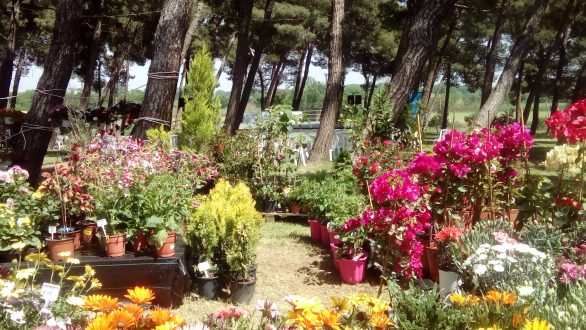 Το Ράδιο Έβρος και το “Άρωμα Μελωδίας” σε λουλουδένια γιορτή με το “Ηχόχρωμα” στον Πευκώνα της Ν.Ορεστιάδας το σήμερα στις 12…
