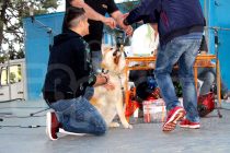 Ολοκληρώθηκαν τα 2α Καλλιστεία Σκύλων στην Ορεστιάδα