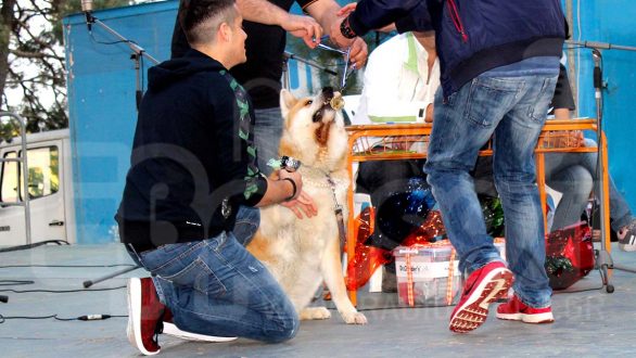Ολοκληρώθηκαν τα 2α Καλλιστεία Σκύλων στην Ορεστιάδα