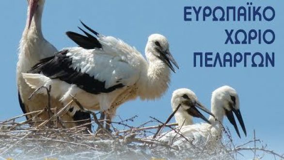 Νεα ημερομηνία για το 2ο Φεστιβάλ Πελαργών στον Πόρο