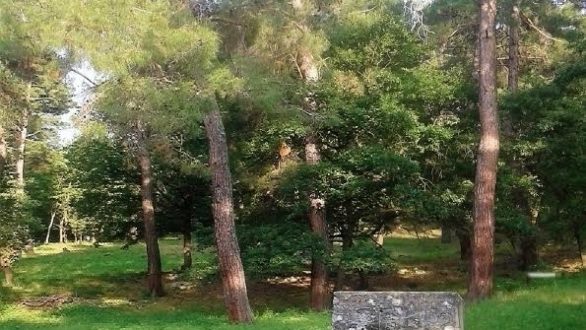 Ημέρα περιβάλλοντος στο Δάσος της Δαδιάς