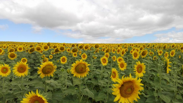 Το τραγούδι της εβδομάδας
