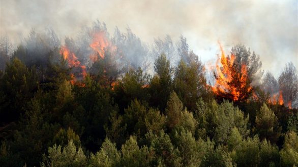 Σε εξέλιξη πυρκαγιά σε δασική έκταση στην Μάκρη Αλεξανδρούπολης