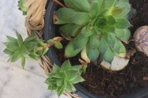 Ταΐστε τα λουλούδια σας με…ζάχαρη!