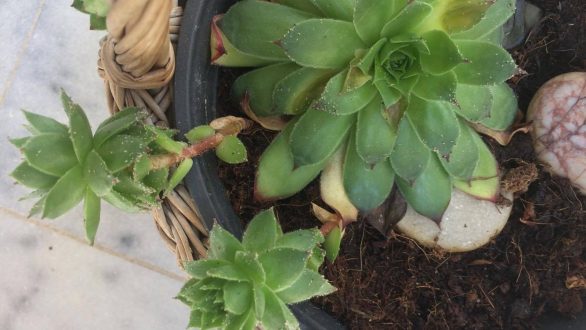 Ταΐστε τα λουλούδια σας με…ζάχαρη!