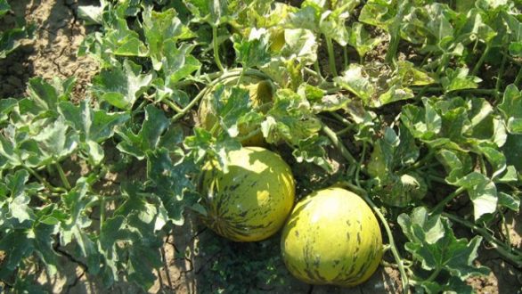 Το πεπόνι Τυχερού στον Έβρο διεκδικεί να πιστοποιηθεί ως ΠΟΠ