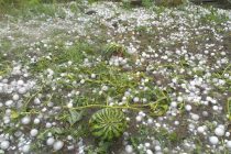 Ξεκίνησε χθες η υποβολή δηλώσεων για αποζημίωση από  που υπέστησαν ζημιά από το χαλάζι