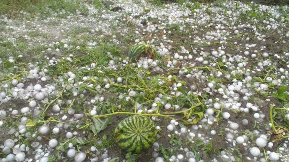 Οι ενέργειες της Π.Ε. Έβρου για τις αποζημιώσεις των αγροτών από τις χαλαζοπτώσεις