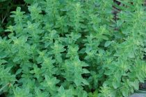 Αποστακτήριο Αρωματικών σχεδιάζουν παραγωγοί του Έβρου το φθινόπωρο