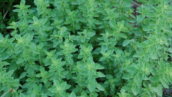 Αποστακτήριο Αρωματικών σχεδιάζουν παραγωγοί του Έβρου το φθινόπωρο