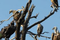 Παγκόσμια Ημέρα Γυπών με δράσεις στο Εθνικό Πάρκο Δάσους Δαδιάς