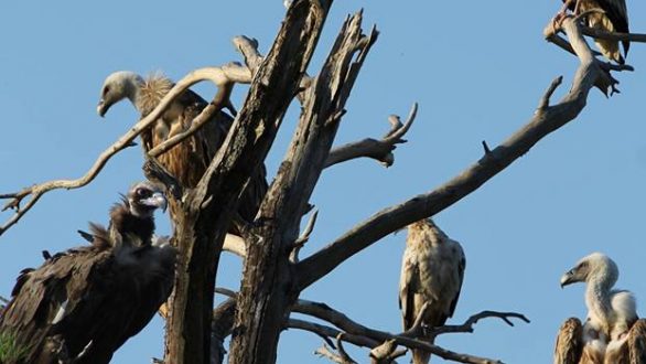 Παγκόσμια Ημέρα Γυπών με δράσεις στο Εθνικό Πάρκο Δάσους Δαδιάς