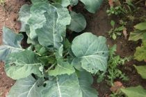 Τι φυτεύουμε τον Σεπτέμβριο