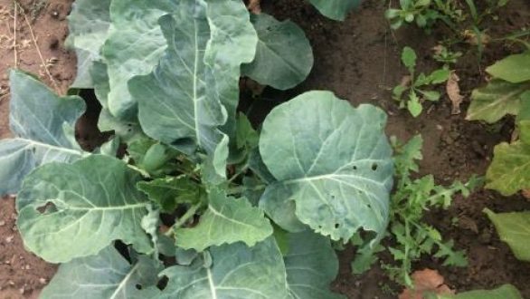 Τι φυτεύουμε τον Σεπτέμβριο