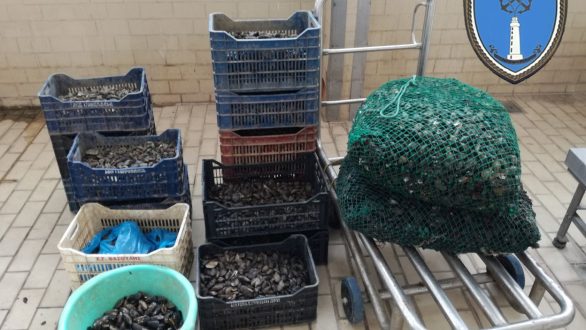 405 κιλά ακατάλληλα όστρακα κατασχέθηκαν στο λιμάνι της Αλεξανδρούπολης