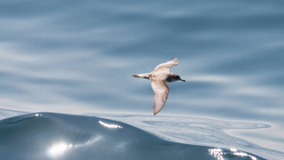 Το τραγούδι της εβδομάδας