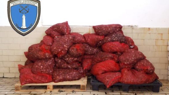 957 κιλά ακατάλληλα όστρακα κατασχέθηκαν στον Μαΐστρο