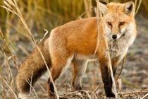 Εμβολιασμοί από αέρος κατά της λύσσας για τις κόκκινες αλεπούδες σε Μακεδονία και Θράκη