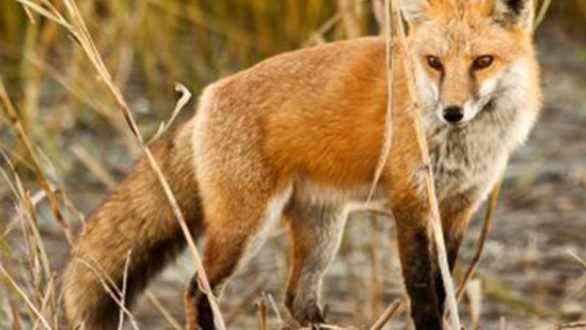 Εμβολιασμοί από αέρος κατά της λύσσας για τις κόκκινες αλεπούδες σε Μακεδονία και Θράκη