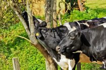 4 Οκτωβρίου : Παγκόσμια ημέρα των ζώων