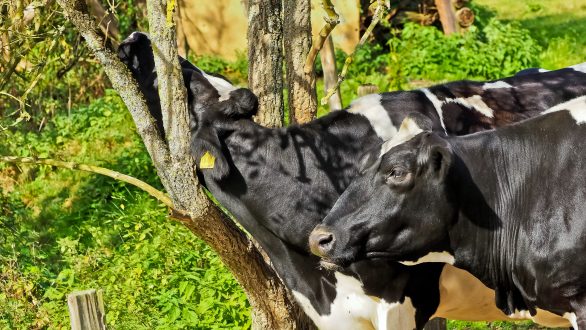 4 Οκτωβρίου : Παγκόσμια ημέρα των ζώων