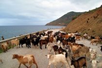2.500 αιγοπρόβατα χάθηκαν στη Σαμοθράκη
