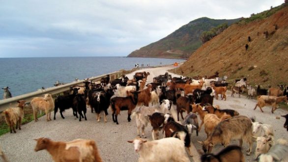 2.500 αιγοπρόβατα χάθηκαν στη Σαμοθράκη