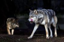 Οι λύκοι «επέστρεψαν» στην Ελλάδα: Τι γνωρίζουμε για το εντυπωσιακό σαρκοφάγο ζώο