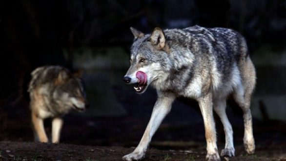 Οι λύκοι «επέστρεψαν» στην Ελλάδα: Τι γνωρίζουμε για το εντυπωσιακό σαρκοφάγο ζώο