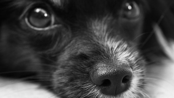 Περιστατικό δηλητηρίασης αδέσποτων σκύλων στο Διδυμότειχο