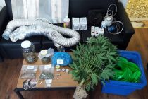32χρονος καλλιεργούσε κάνναβη στο υπόγειο του σπιτιού του