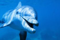 Αν τα δελφίνια είχαν χέρια, οι άνθρωποι θα ήταν… ξεγραμμένοι!