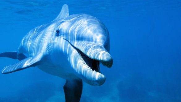 Αν τα δελφίνια είχαν χέρια, οι άνθρωποι θα ήταν… ξεγραμμένοι!