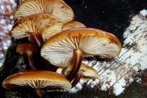 9η Γιορτή Μανιταριών στο Δάσος Δαδιάς