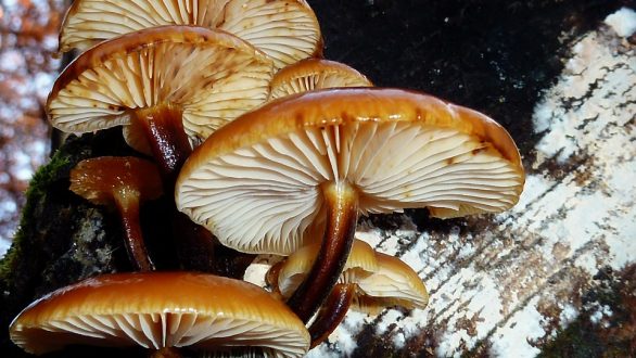 9η Γιορτή Μανιταριών στο Δάσος Δαδιάς