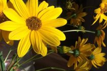 Ένα κέρμα θα κρατήσει τα λουλούδια φρέσκα!