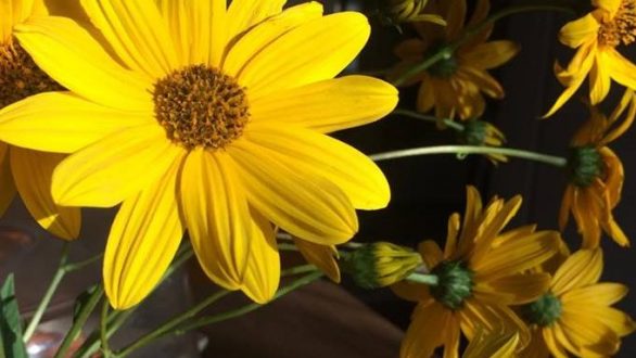 Ένα κέρμα θα κρατήσει τα λουλούδια φρέσκα!