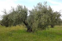 Ημερίδα για την διατροφή και την υγεία στην Αλεξανδρούπολη