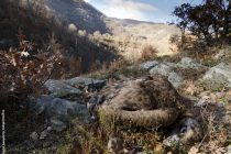 Νεκροί μαυρόγυπες πιθανότατα από χρήση δηλητηριασμένου δολώματος