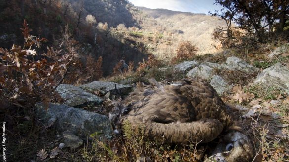 Νεκροί μαυρόγυπες πιθανότατα από χρήση δηλητηριασμένου δολώματος